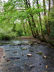 Trees beside the stream