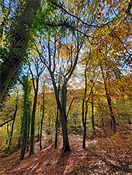 Sun on beech trees