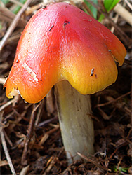 Blackening waxcap