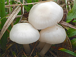 Snowy waxcap