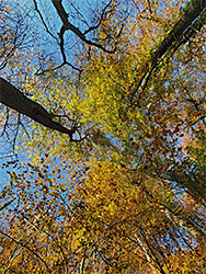 Leaf canopy