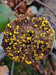 Yellow disco on a log
