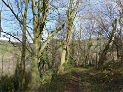 Woodland path