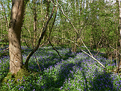 Shadows on bluebells