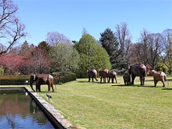 Elephants beside a pond