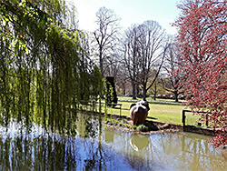 Trees beside a pool