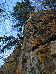 Tree above cliff