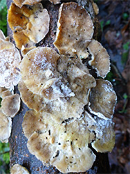 Ochre bracket fungus