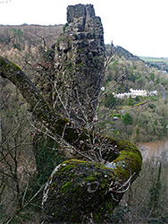 Tree and pinnacle