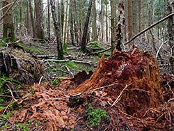 Red stump