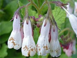 Pendant white flowers