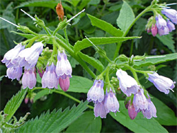 Pendant flowers