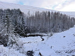 Trees below the Taff Trail