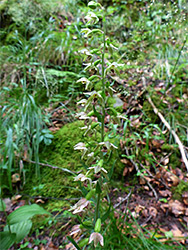 Helleborine flowers