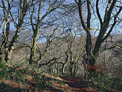 Path through the woods