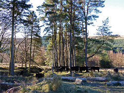 Trees and cows