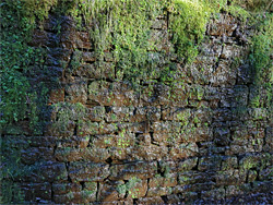 Mossy wall
