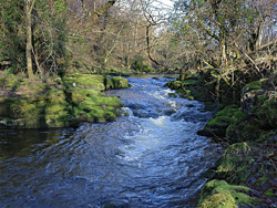 Overgrown riverbanks