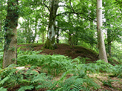 Tree-covered motte
