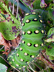 Emperor moth