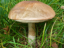 Brown birch bolete