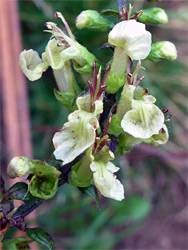 Greenish flowers