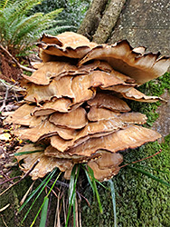 Giant polypore