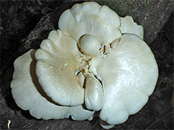 Pale oyster