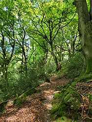 Woodland path