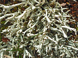 Thorn lichen