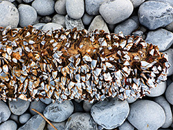 Barnacles on a pole