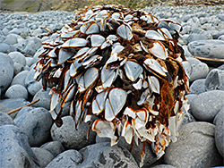 Gooseneck barnacles