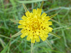 Yellow florets