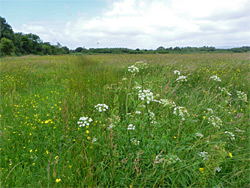 Long grass field