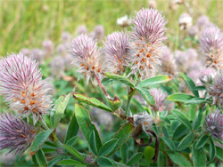 Feathery flowers