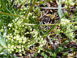 Greenish-yellow flowers