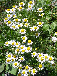 Flowerheads and leaves