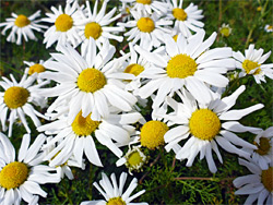 Tripleurospermum maritimum