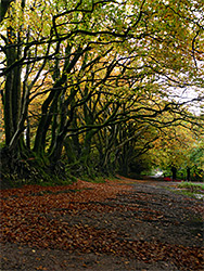 Track and trees