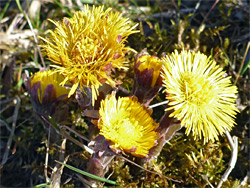 Yellow flowerheads