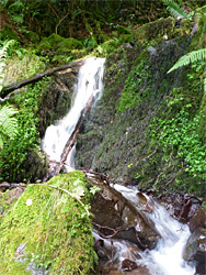 Waterfall in Twitchin Combe