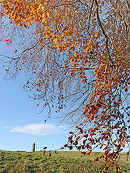 Autumnal leaves