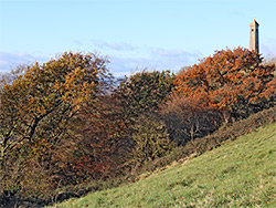 Trees near the monument