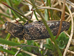 Click beetle