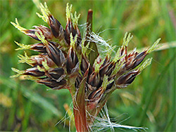 Field woodrush