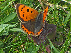 Small copper