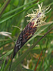Spring sedge