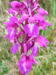 Early purple orchid