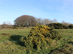 Flowering gorse