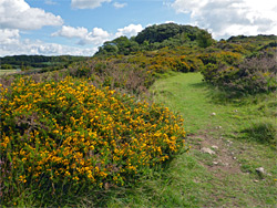 Gorse in late summer